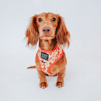 Arnés reversible para perro Slytherin