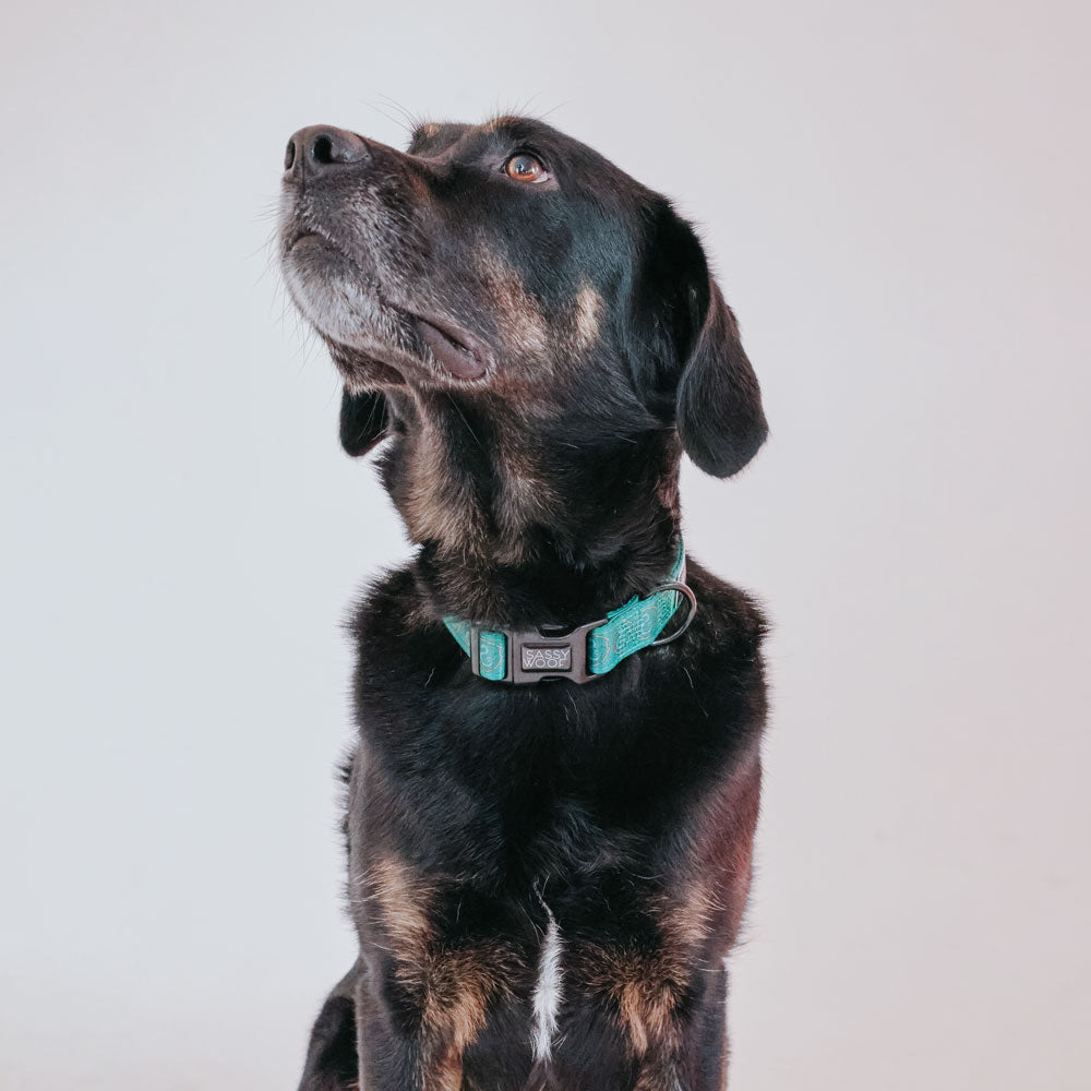 Collar para perro Ravenclaw x Sassy Woof