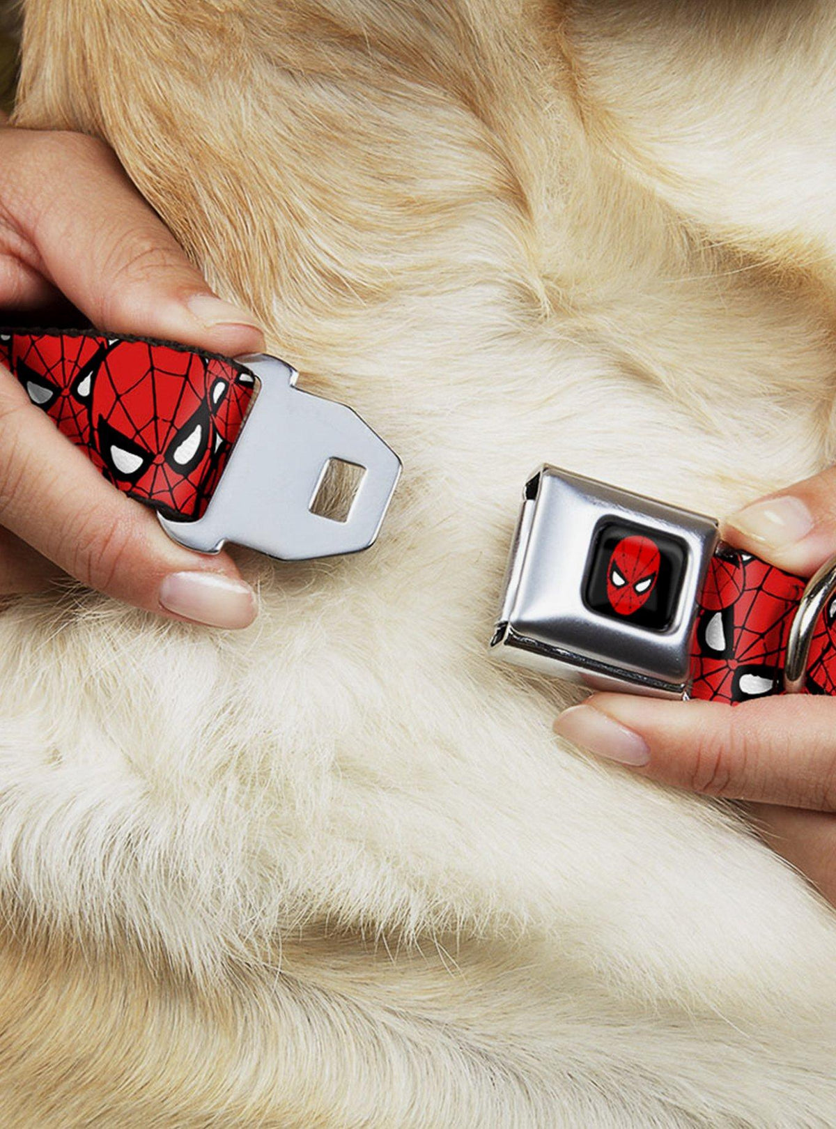 Collar para perro Spider-Man con hebilla tipo cinturón