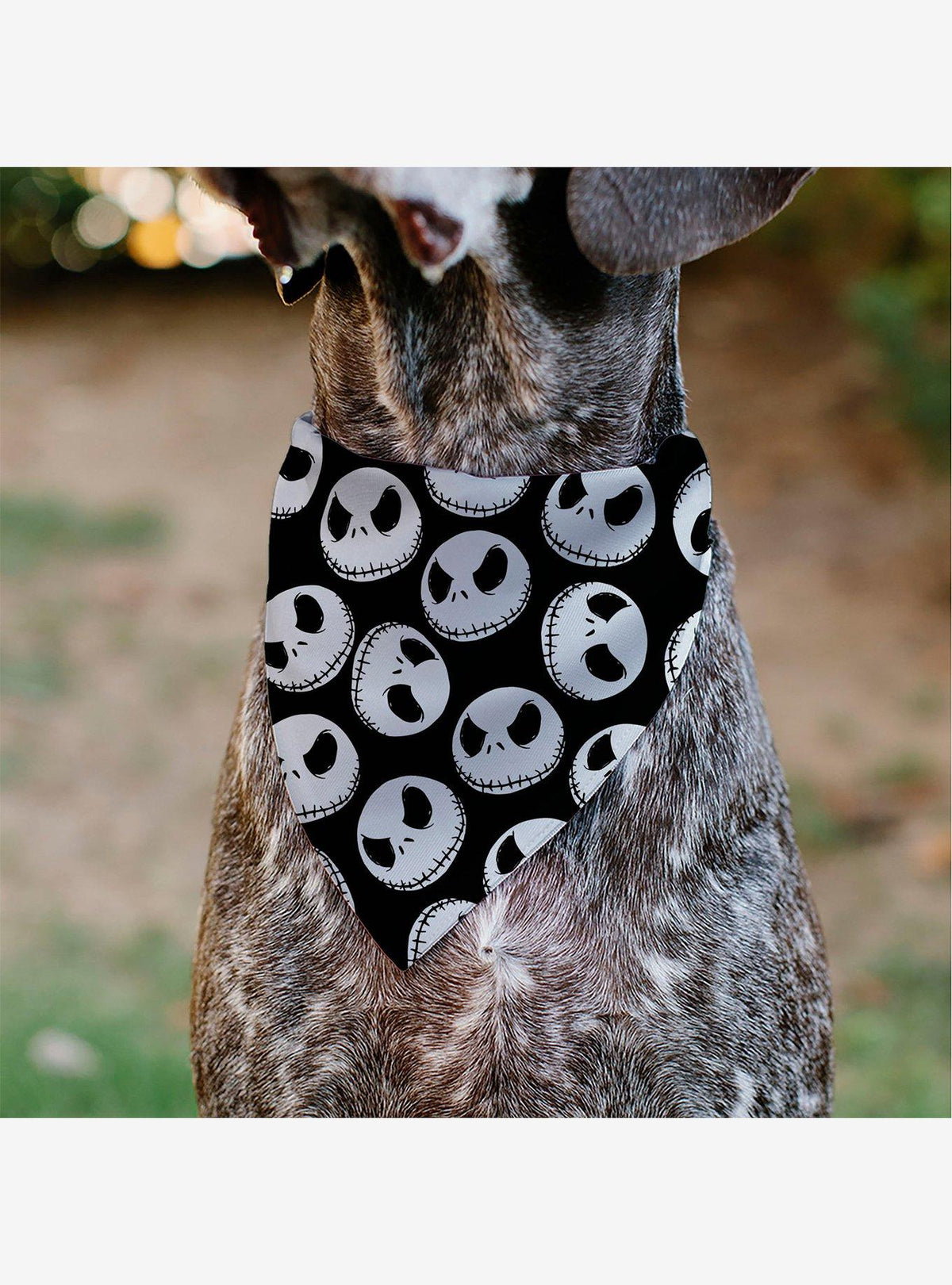 Bandana para mascota Jack Skellington | Nightmare Before Christmas