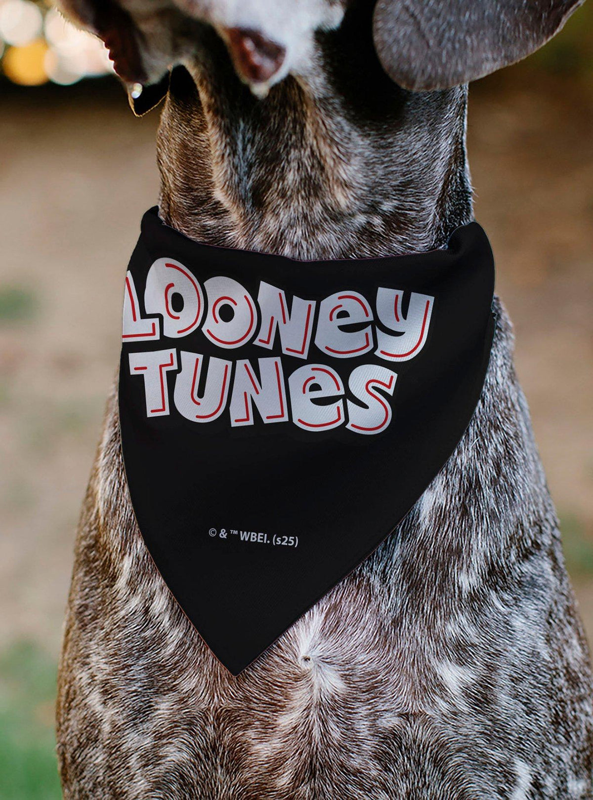 Bandana para mascota Looney Tunes Silvestre