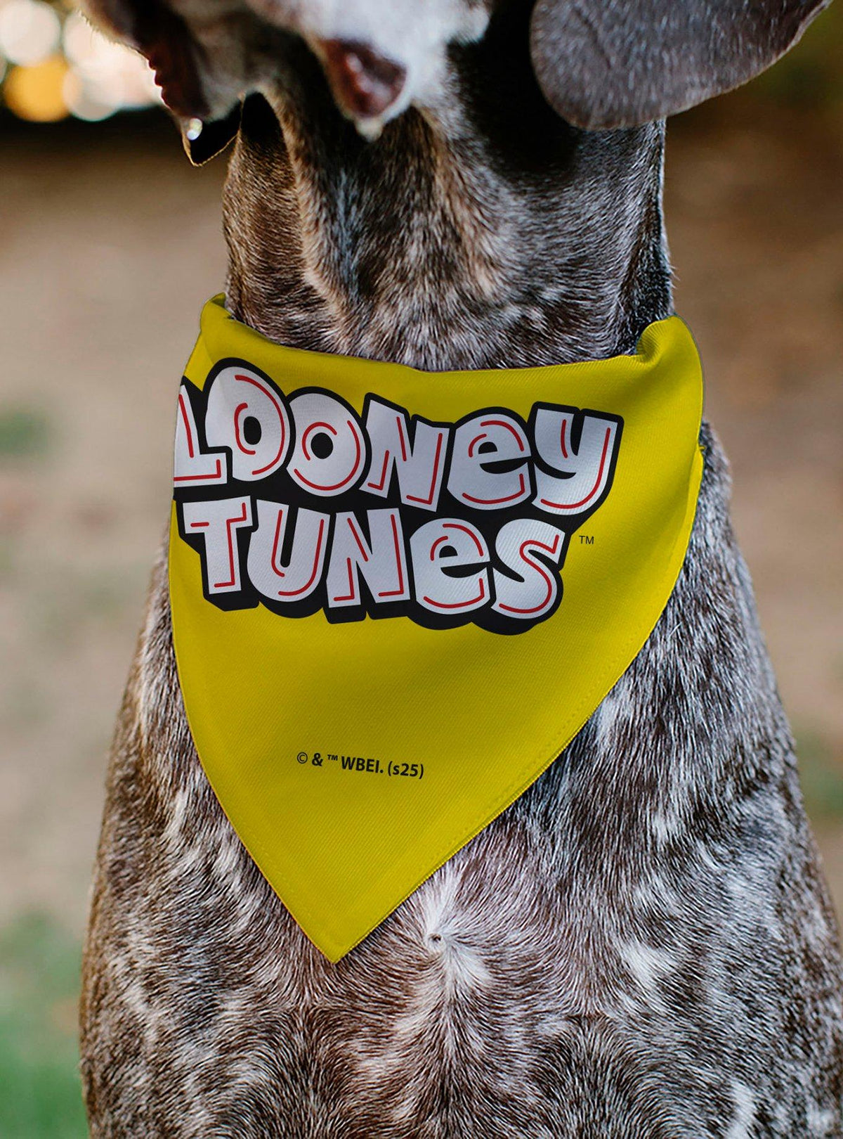 Bandana para mascota Looney Tunes Tweety Bird
