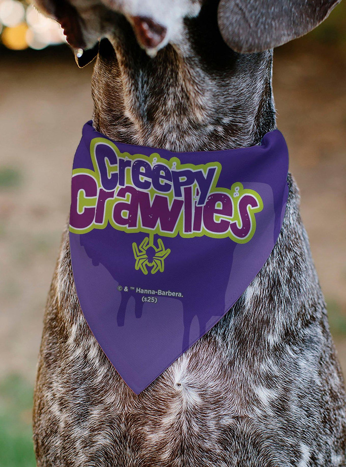 Bandana para mascota Scooby-Doo: telarañas de Halloween