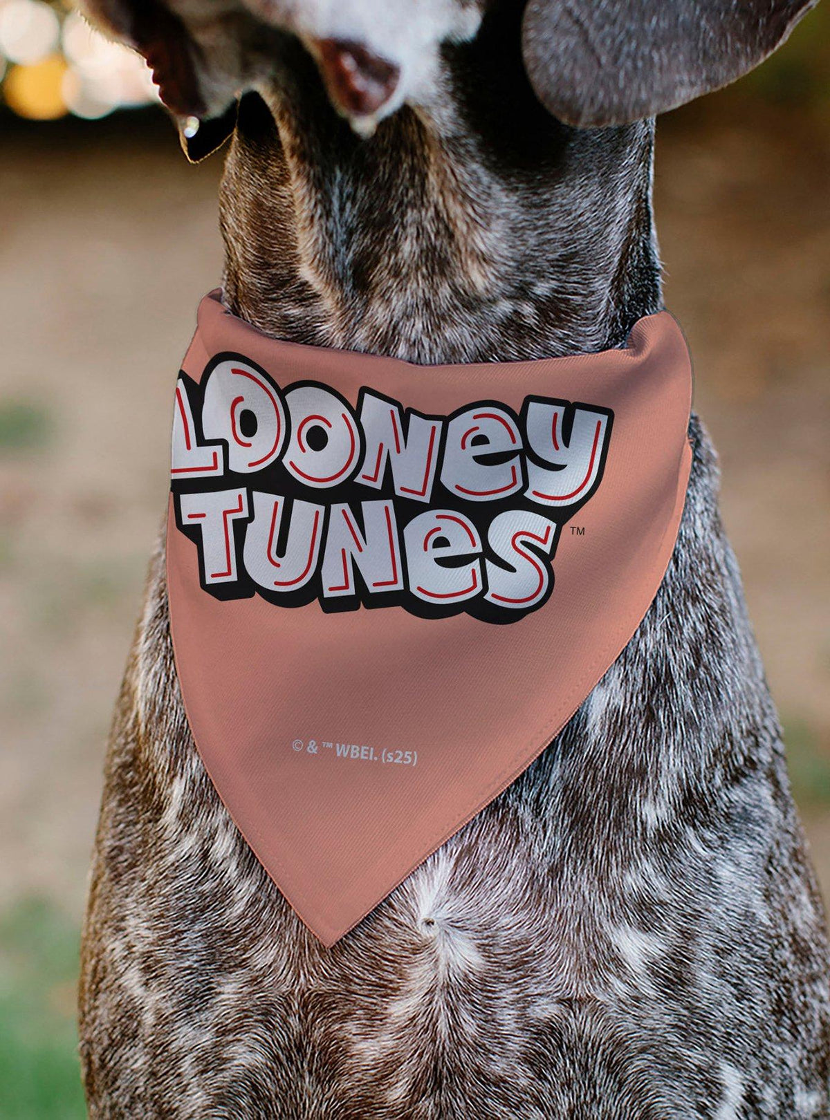 Bandana para mascota Looney Tunes