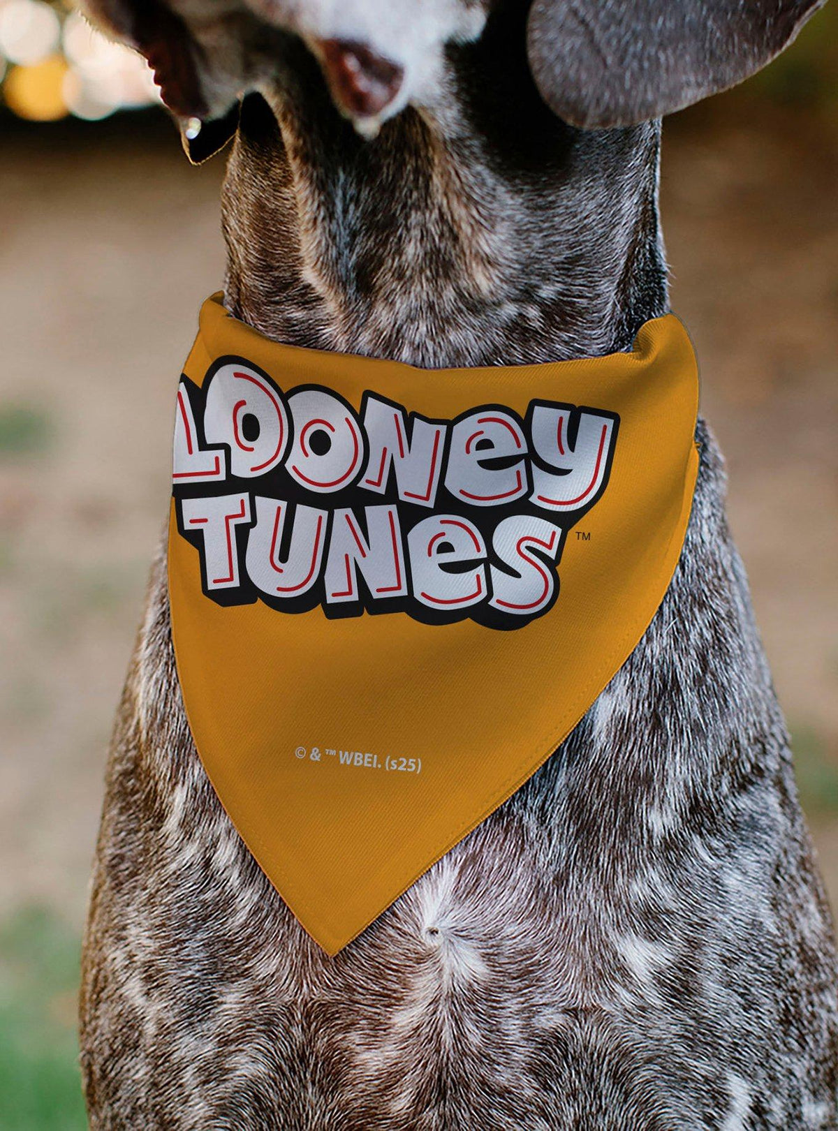 Bandana para mascota Looney Tunes con cinco personajes