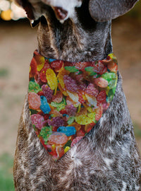 Bandana para mascota Los Picapiedra Fruity Pebbles