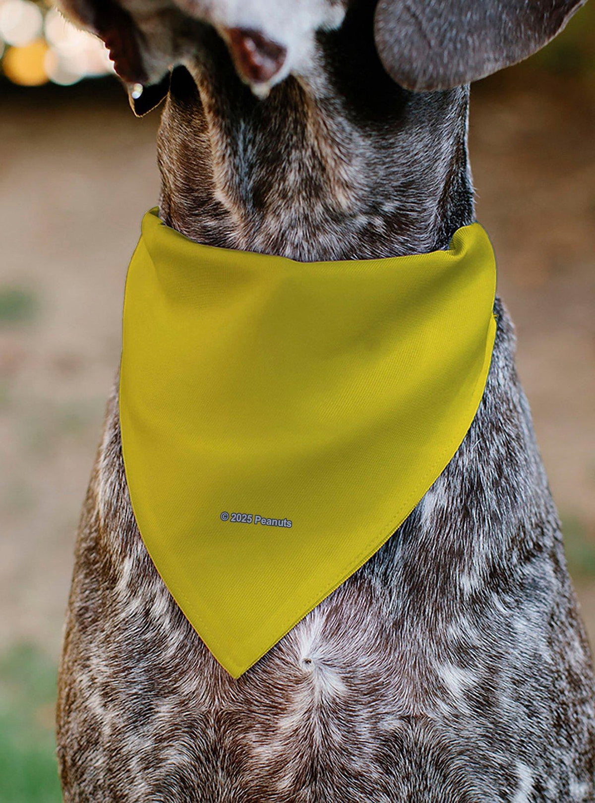 Bandana para mascota Peanuts de Charlie Brown