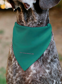 Bandana para mascota Las Chicas Superpoderosas en vuelo
