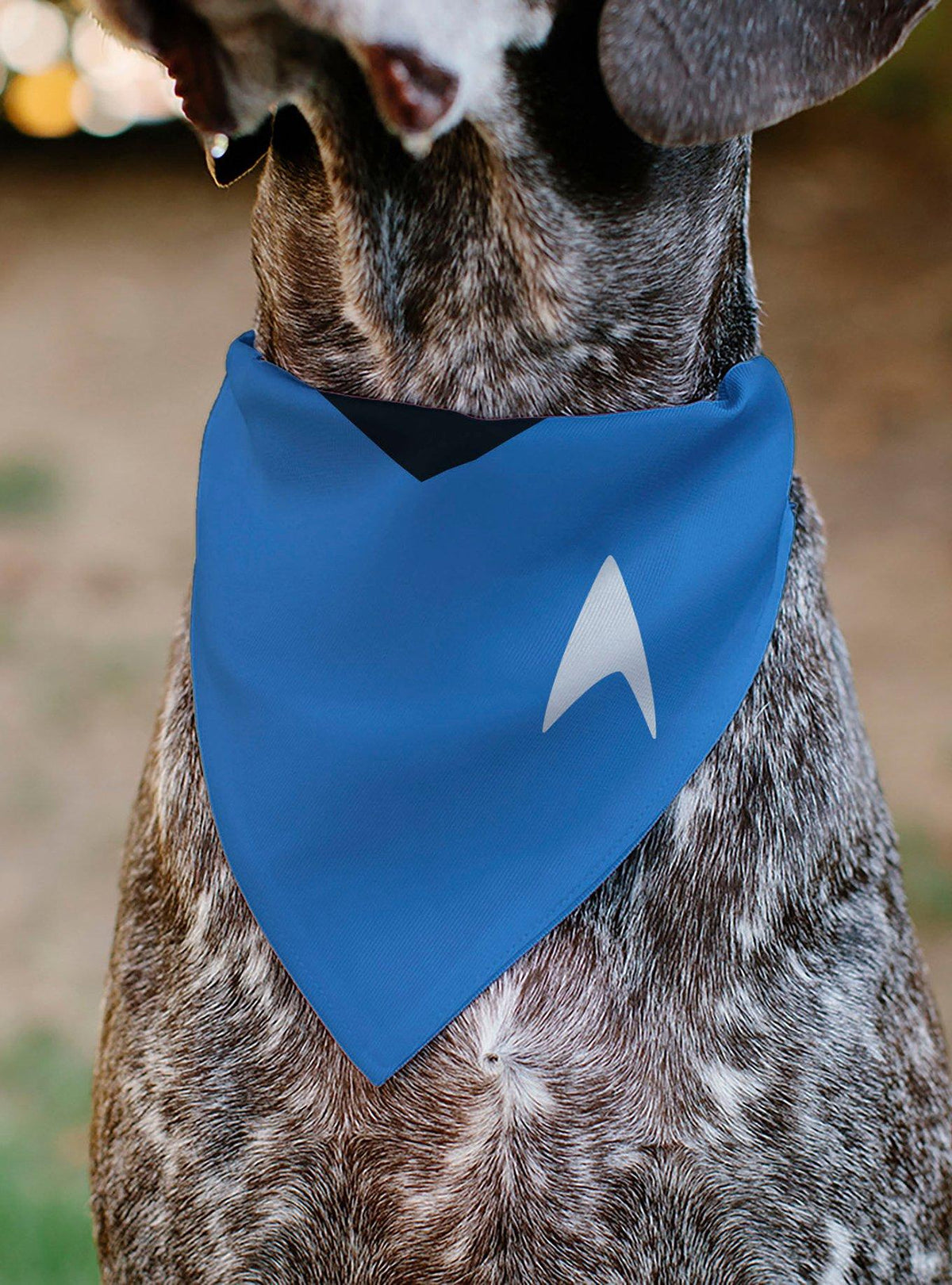 Bandana azul Star Trek: Serie Original para mascota