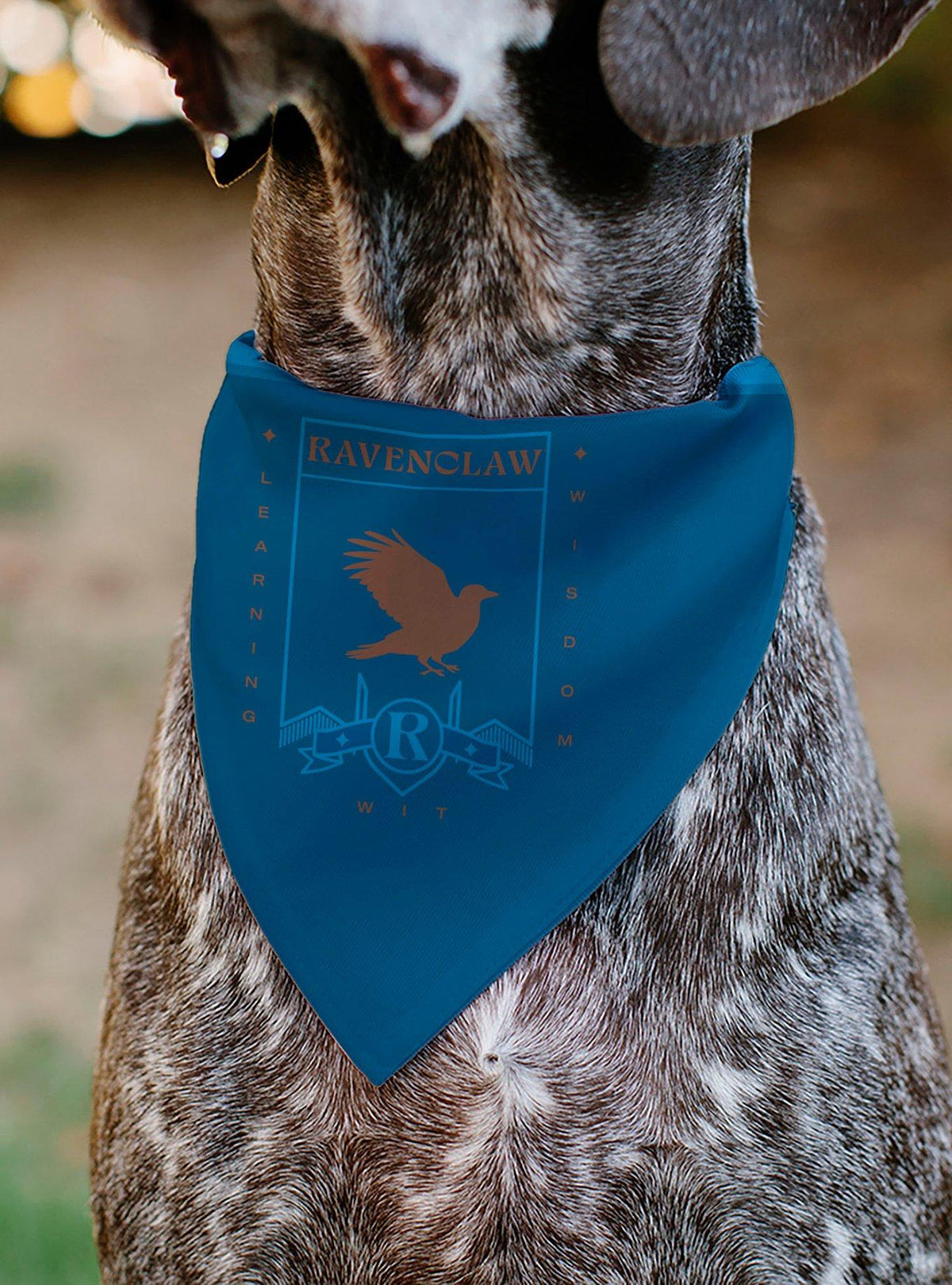 Bandana para mascota Harry Potter Ravenclaw