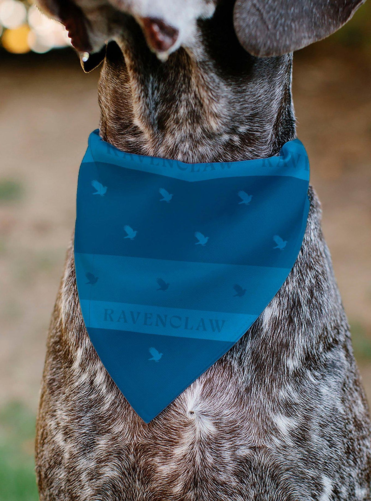 Bandana para mascota Harry Potter Ravenclaw