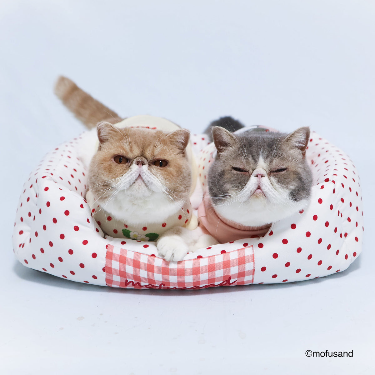 Cama tipo sofá para mascotas Mofusand Gatito Frutilla
