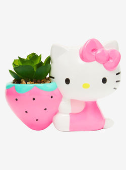 Suculenta Hello Kitty Strawberry - Sanrio